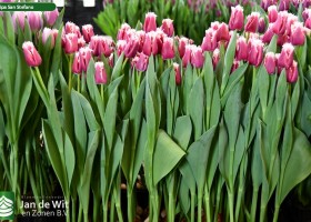 Tulipa San Stefano ® (1)